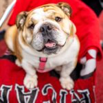 babydog on red blanket